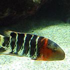 Aquarium des Lagons 15 - Labre maori rayé (Cheilinus fasciatus)