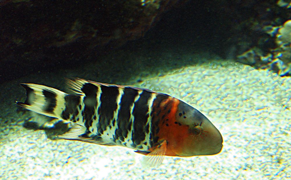 Aquarium des Lagons 15 - Labre maori rayé (Cheilinus fasciatus)