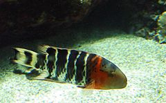 Aquarium des Lagons 15 - Labre maori rayé (Cheilinus fasciatus)