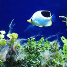 Aquarium des Lagons 16 – Poisson papillon à selle noire – Sattelfleck Falterfisch