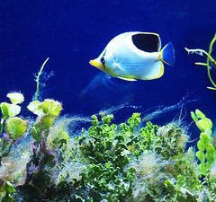 Aquarium des Lagons 16 – Poisson papillon à selle noire – Sattelfleck Falterfisch