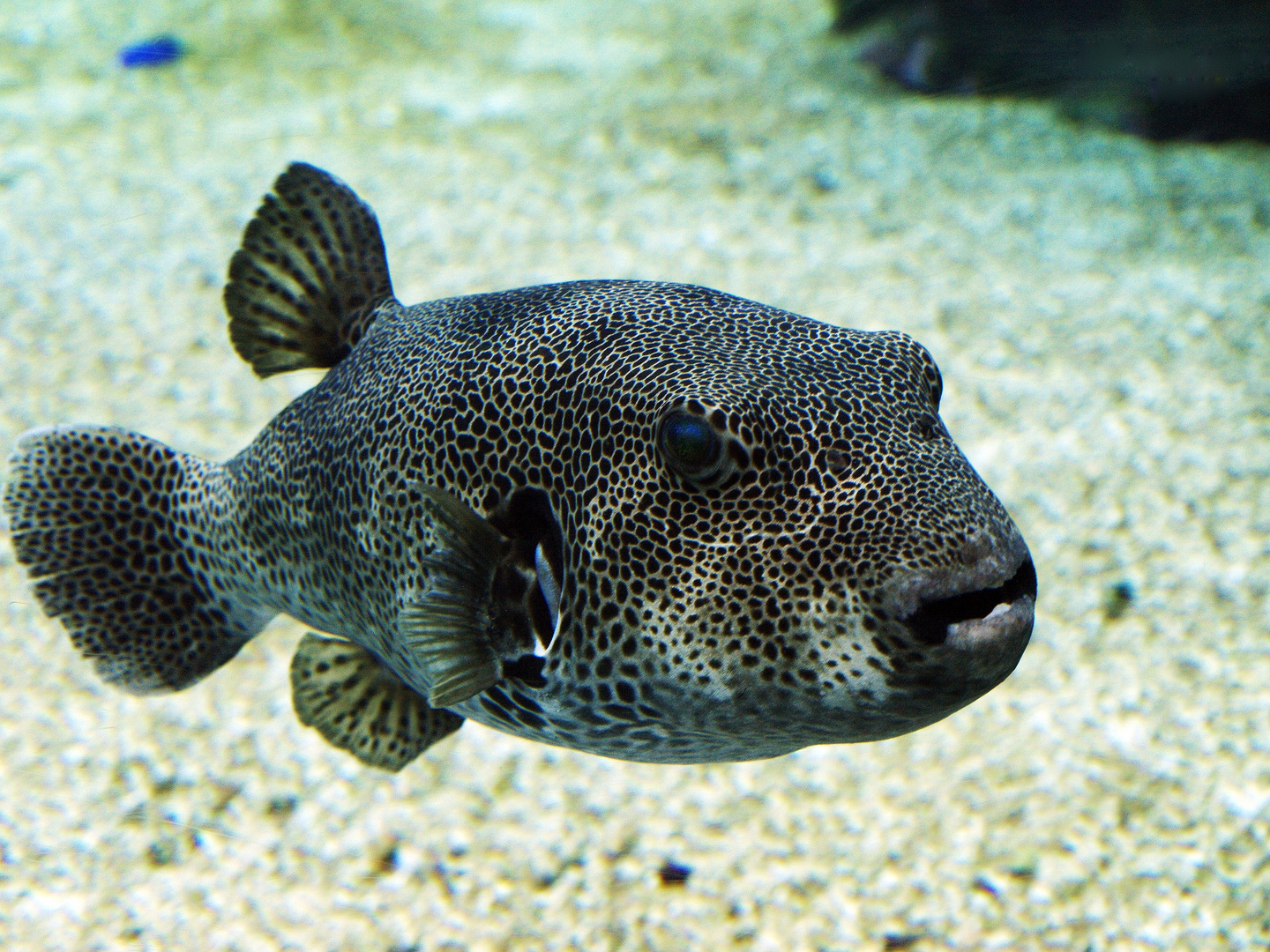 Aquarium des Lagons 17 – Tetrodon moucheté – Perlhuhn-Fisch