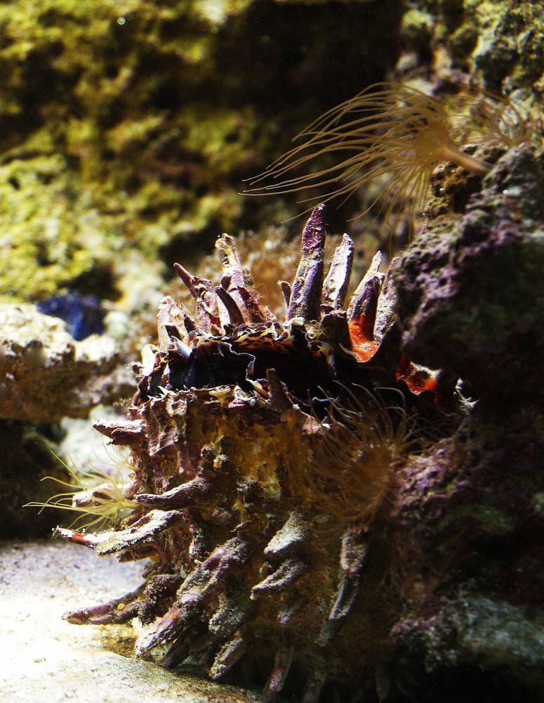 Aquarium des lagons 21 - Bénitier géant - Riesenmuschel  (Tridacna gigas)