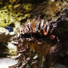 Aquarium des lagons 21 - Bénitier géant - Riesenmuschel  (Tridacna gigas)