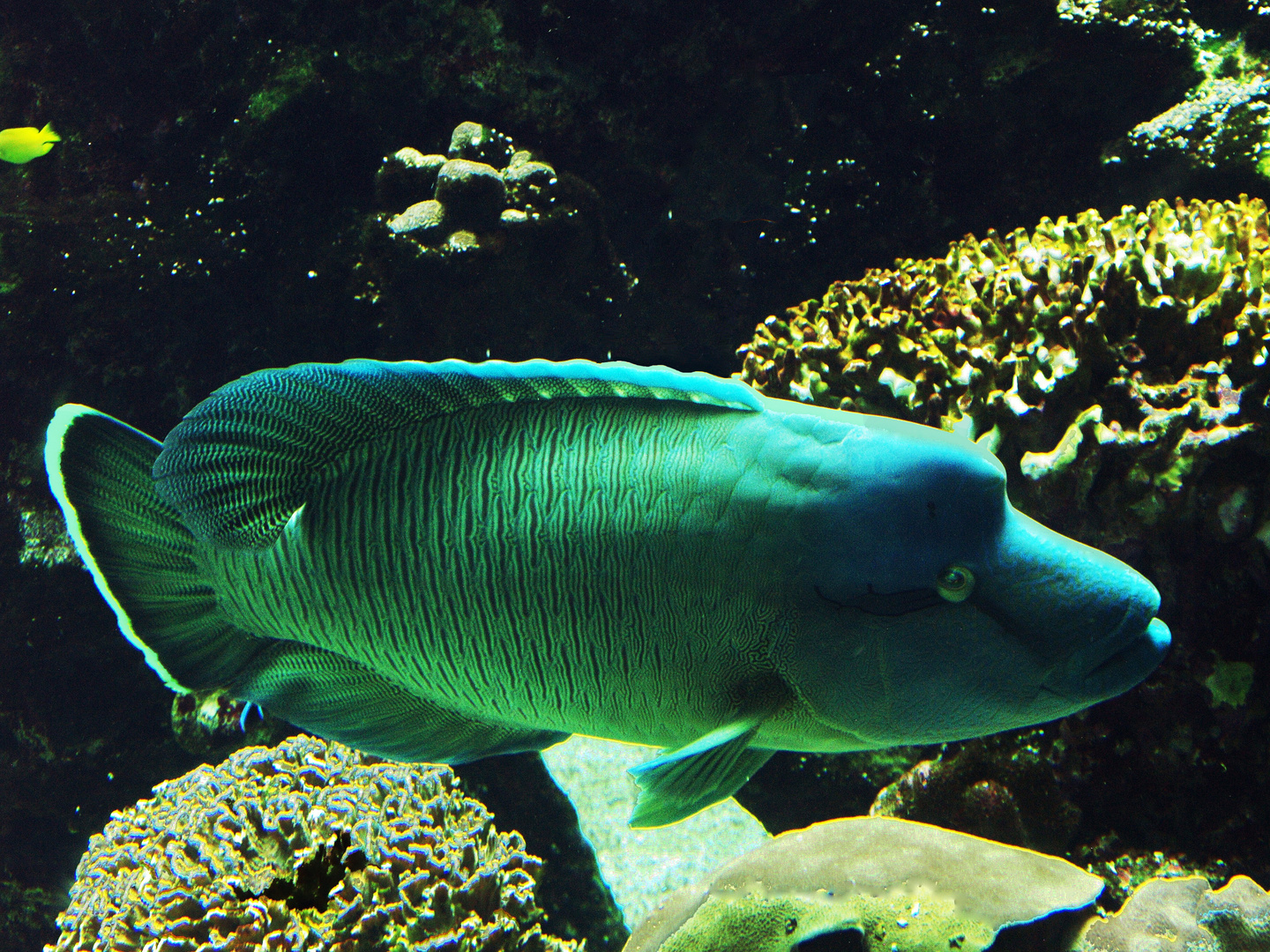 Aquarium des lagons 22 - Poisson Napoléon - (Cheilinus undulatus) - Napoleon Lippfisch