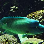 Aquarium des lagons 22 - Poisson Napoléon - (Cheilinus undulatus) - Napoleon Lippfisch