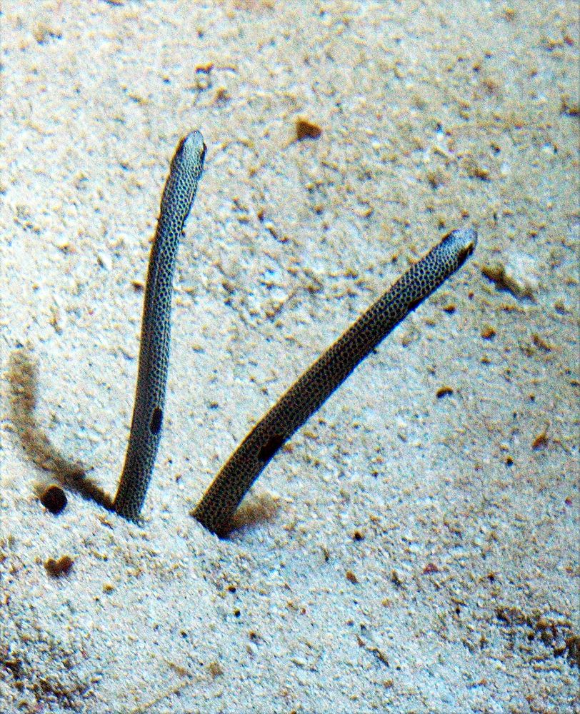 Aquarium des lagons 23 - Héterocongres - Röhrenaale (Heterocongrinae)