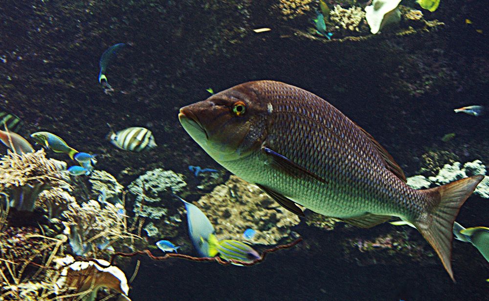 Aquarium des lagons 24