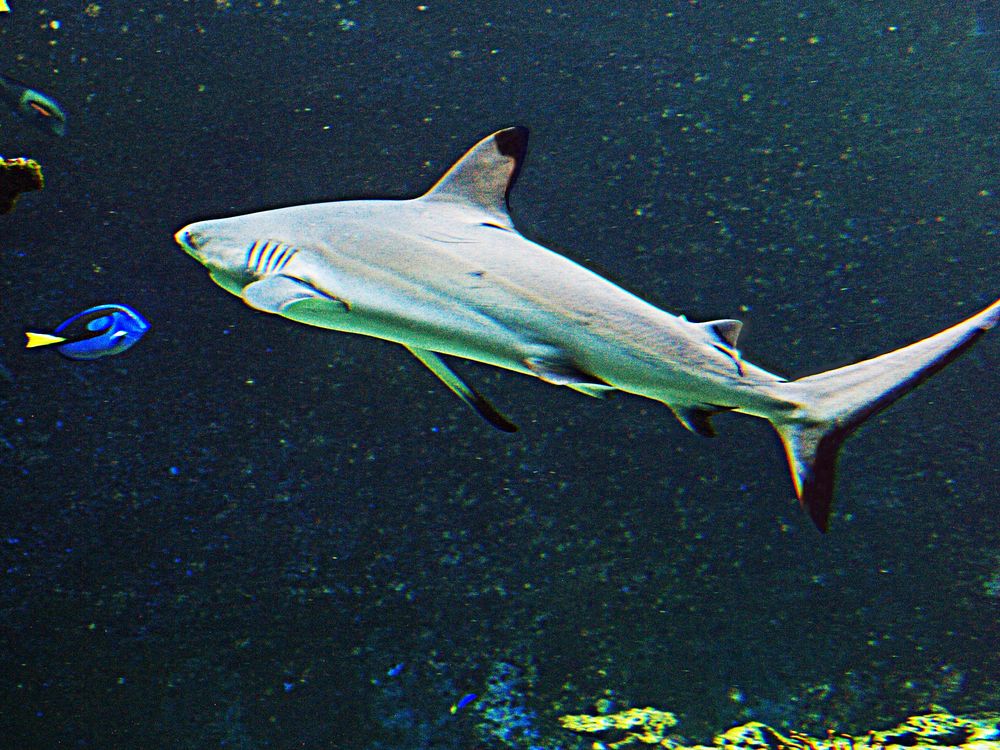 Aquarium des lagons 25 - Requin à pointe noire