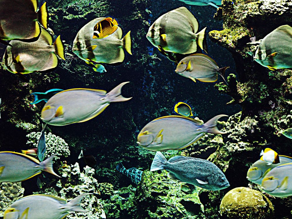 Aquarium des lagons 27 – Agora sous-marine - Unterwasser-Agora