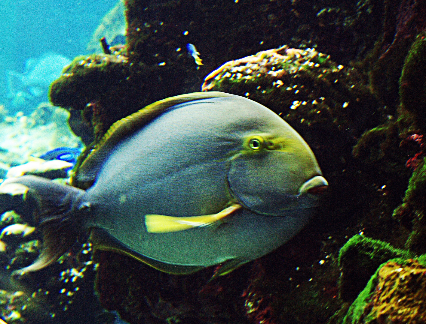 Aquarium des lagons 29 - Une variété de picot du lagon  (Siganus...?)