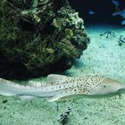 Aquarium des lagons 33 - Requin léopard – Leopard-Haifisch