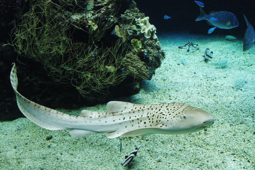 Aquarium des lagons 33 - Requin léopard – Leopard-Haifisch