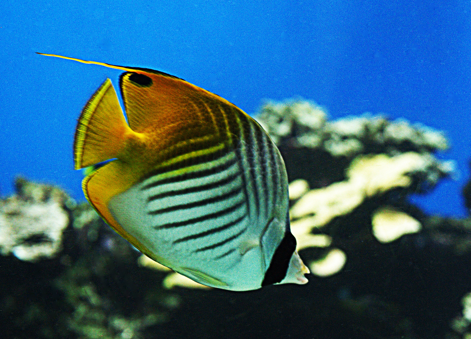 Aquarium des lagons 35 - Poisson papillon - Falterfisch