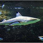 Aquarium des lagons 37 - Requin à pointe noire - Carcharhinus melanopterus