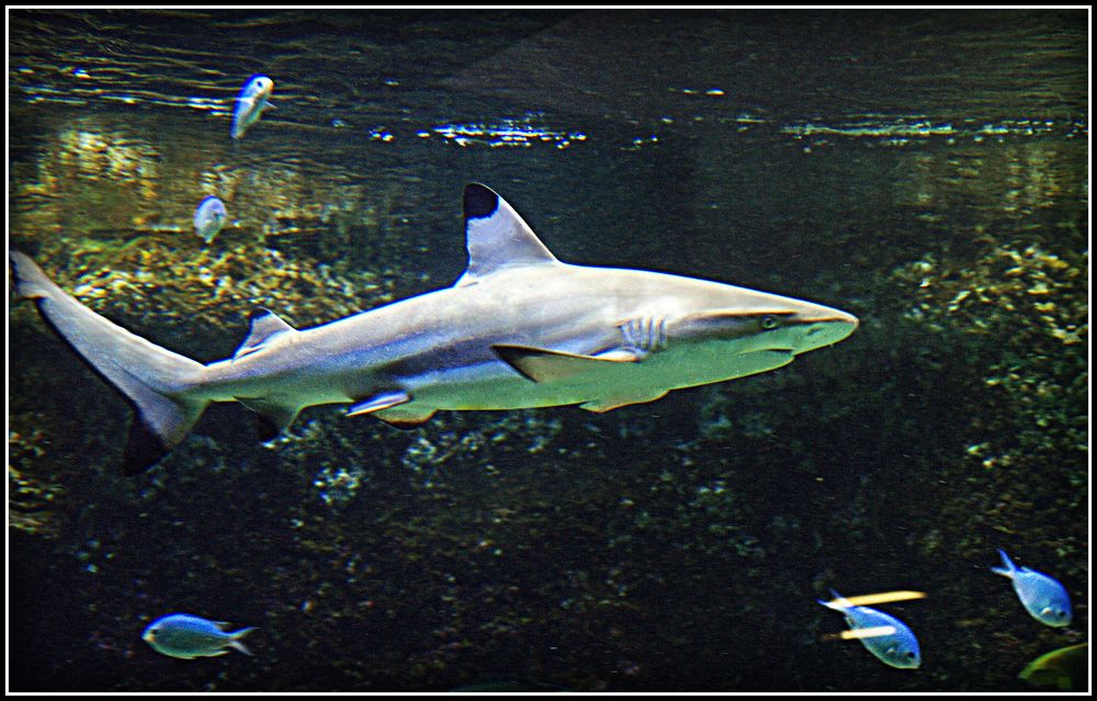 Aquarium des lagons 37 - Requin à pointe noire - Carcharhinus melanopterus