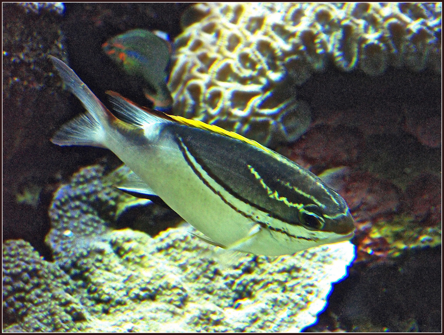 Aquarium des lagons, Nouméa - Brème à œil rayé