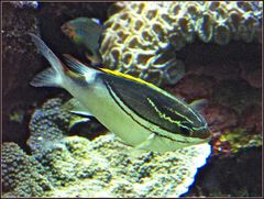 Aquarium des lagons, Nouméa - Brème à œil rayé