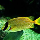 Aquarium des lagons, Nouméa - Poisson lapin masqué  -  Siganus puellus