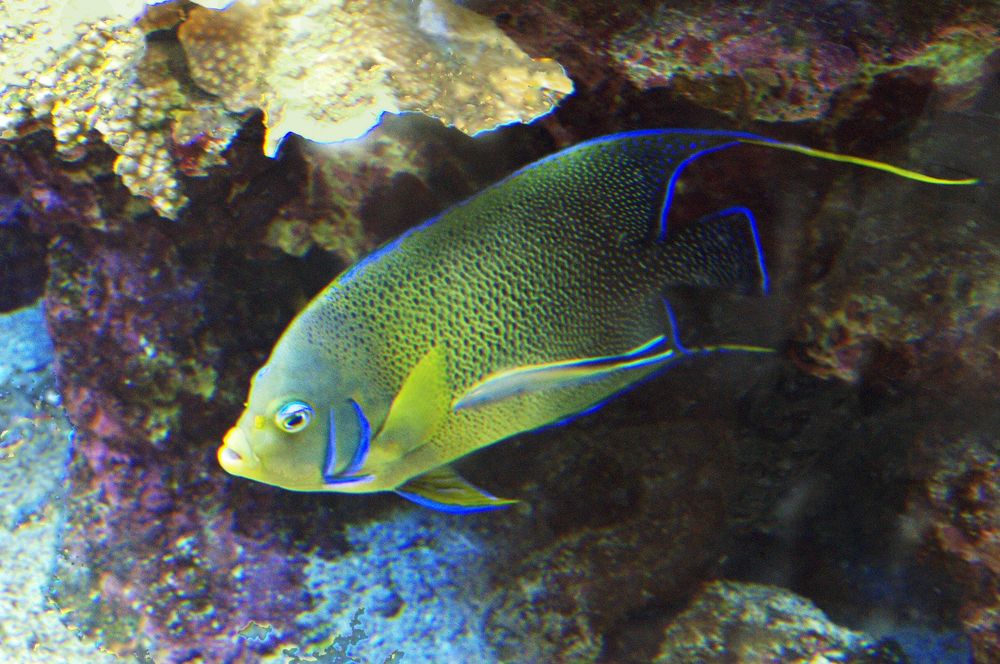 Aquarium des Lagons - Poisson ange à demi-cercles - Koran Kaiserfisch