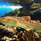 Aquarium des Lagons - Requin léopard - Leopard-Haifisch