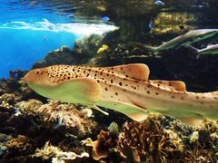 Aquarium des Lagons - Requin léopard - Leopard-Haifisch