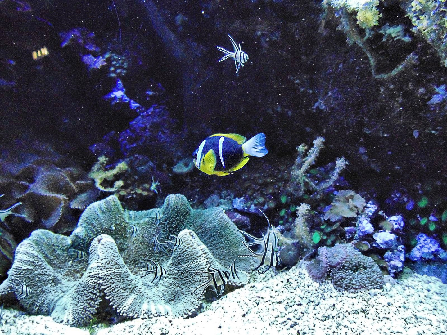 Aquarium di Genova......en bleu