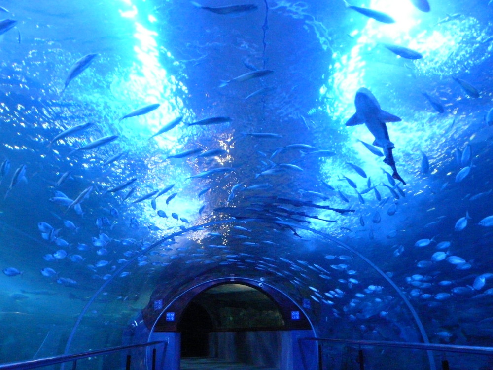 aquarium donostia 1 Imagen & Foto bajo el agua , naturaleza Fotos de aquarium donostia 1 Imagen & Foto bajo el agua , naturaleza Fotos de