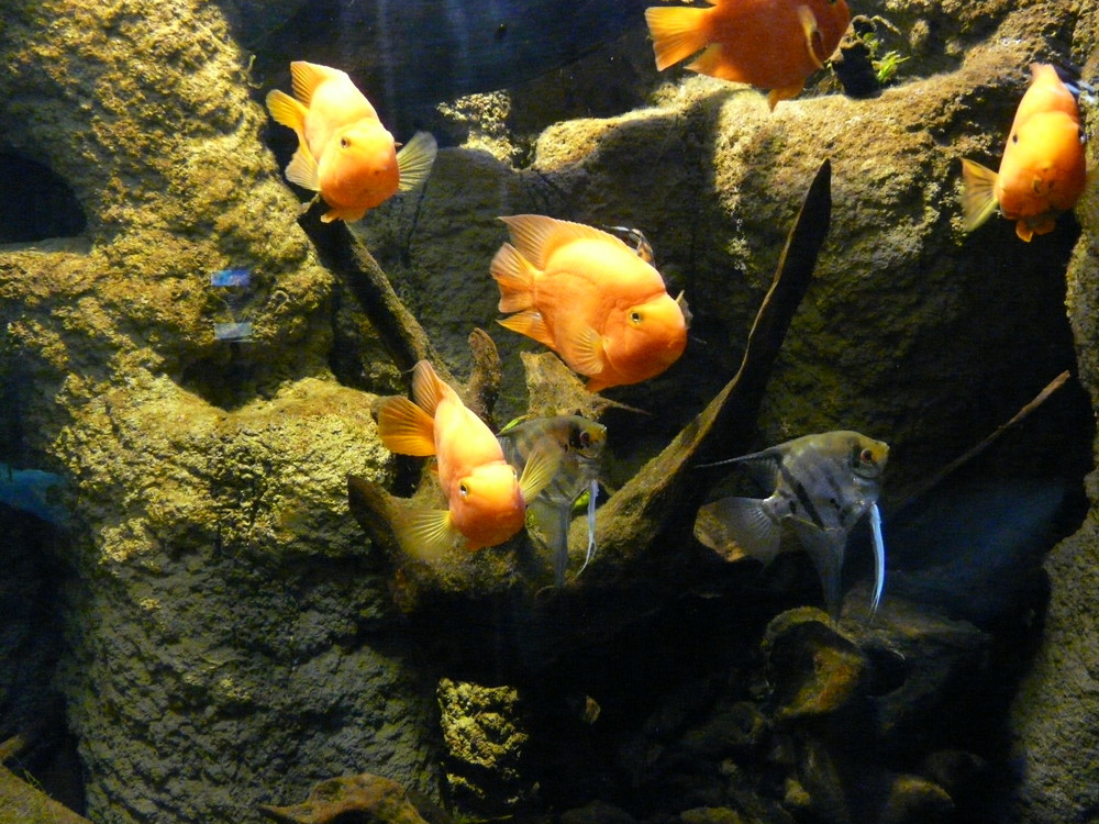 aquarium donostia 3