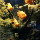 aquarium donostia 3