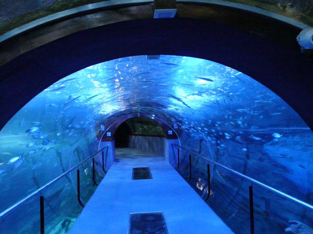 aquarium donostia