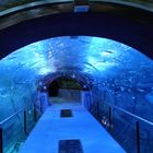 aquarium donostia