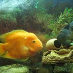 aquarium Fish