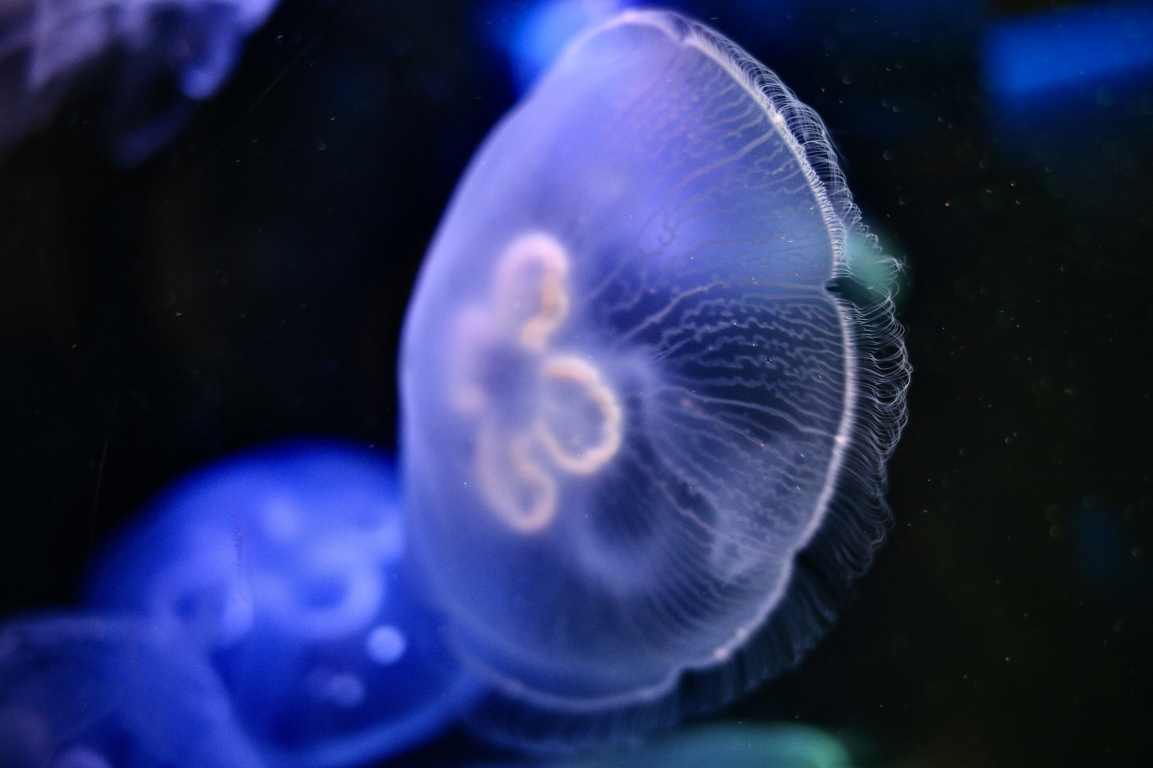 Aquarium Fotografie Quallen Korallen Seesterne Tenktakel 