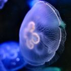 Aquarium Fotografie Quallen Korallen Seesterne Tenktakel 