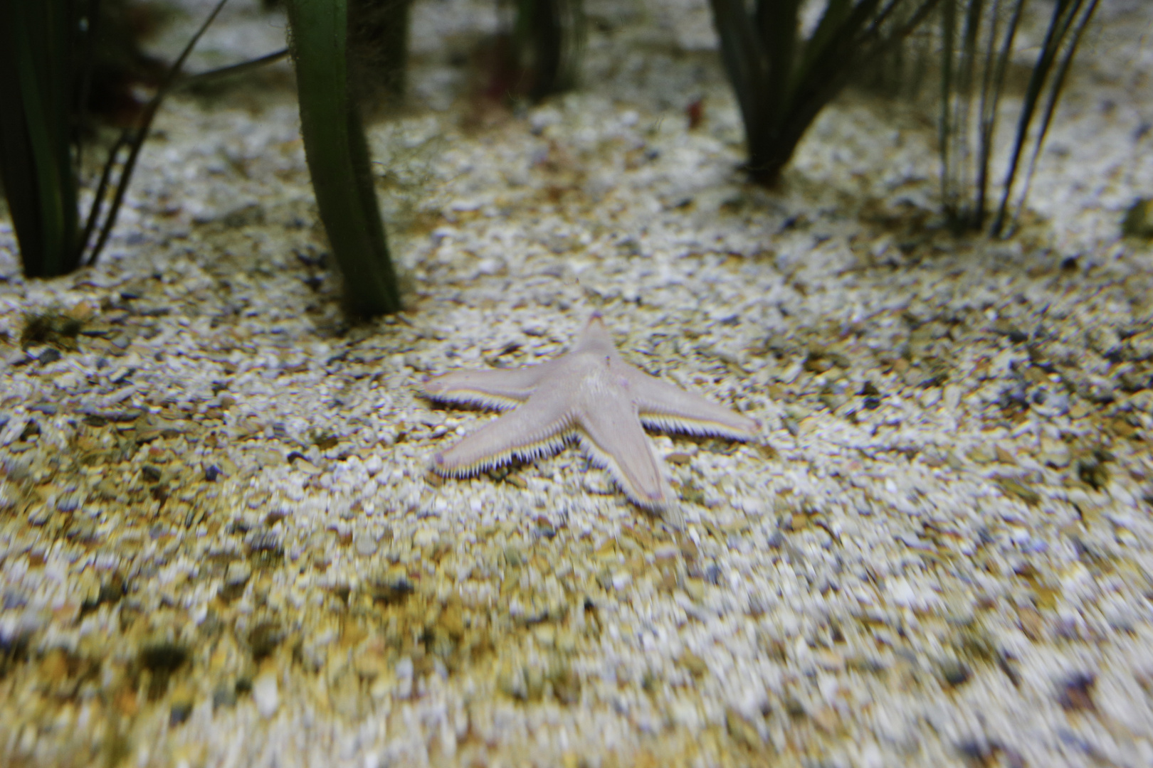 Aquarium Fotografie Seestern 