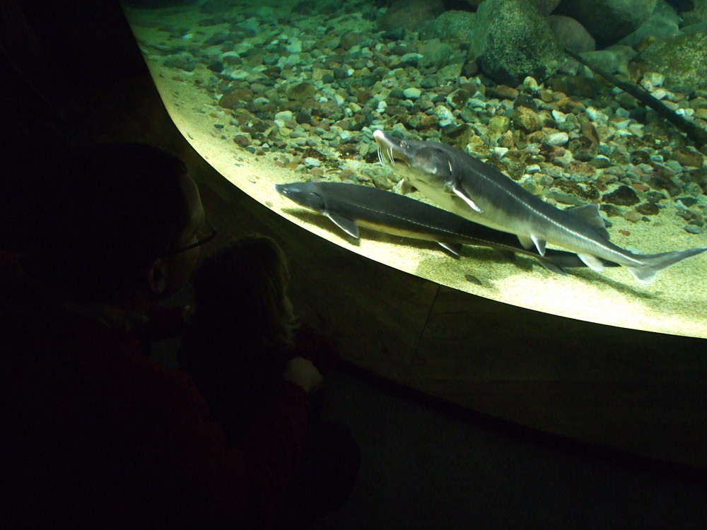 Aquarium für Dietmar