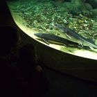 Aquarium für Dietmar