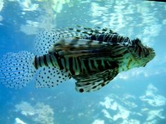 Aquarium Hagenbeck