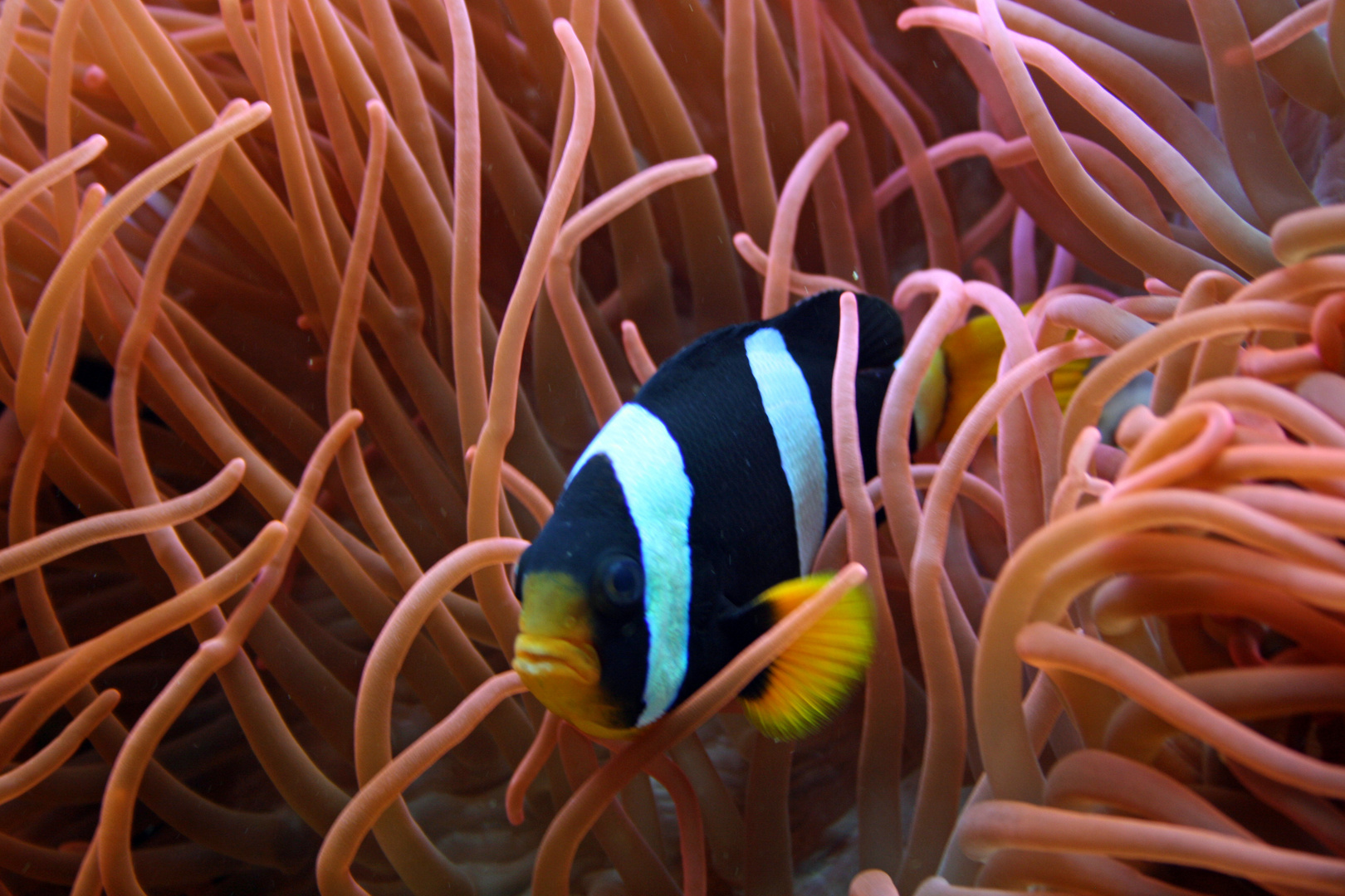 Aquarium Hagenbeck