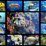 aquarium hellabrunn