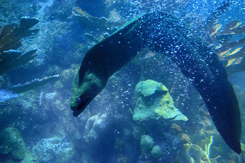 Aquarium II