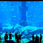 AQUARIUM IM ATLANTIS PALM