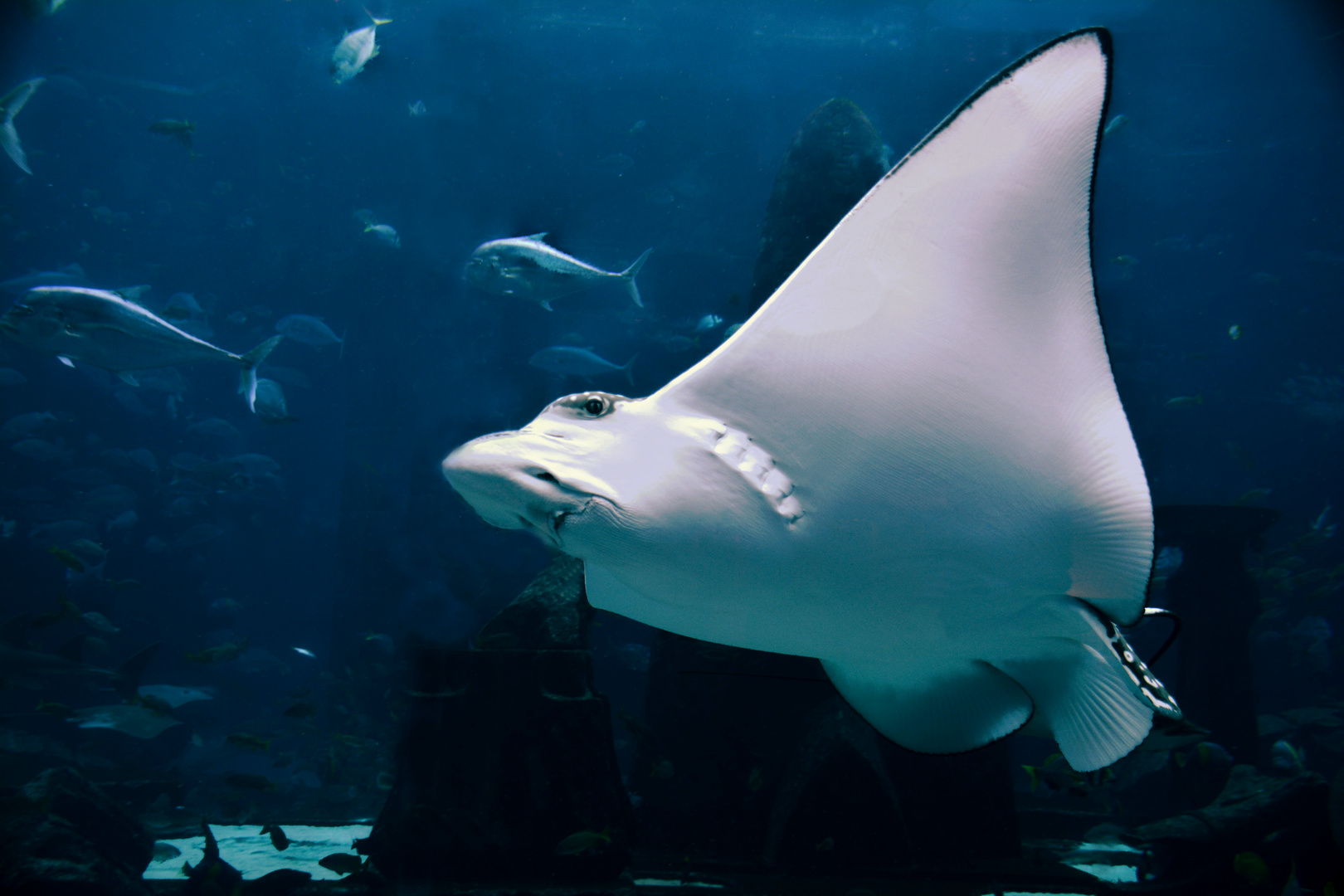 Aquarium im Atlantis the Palm