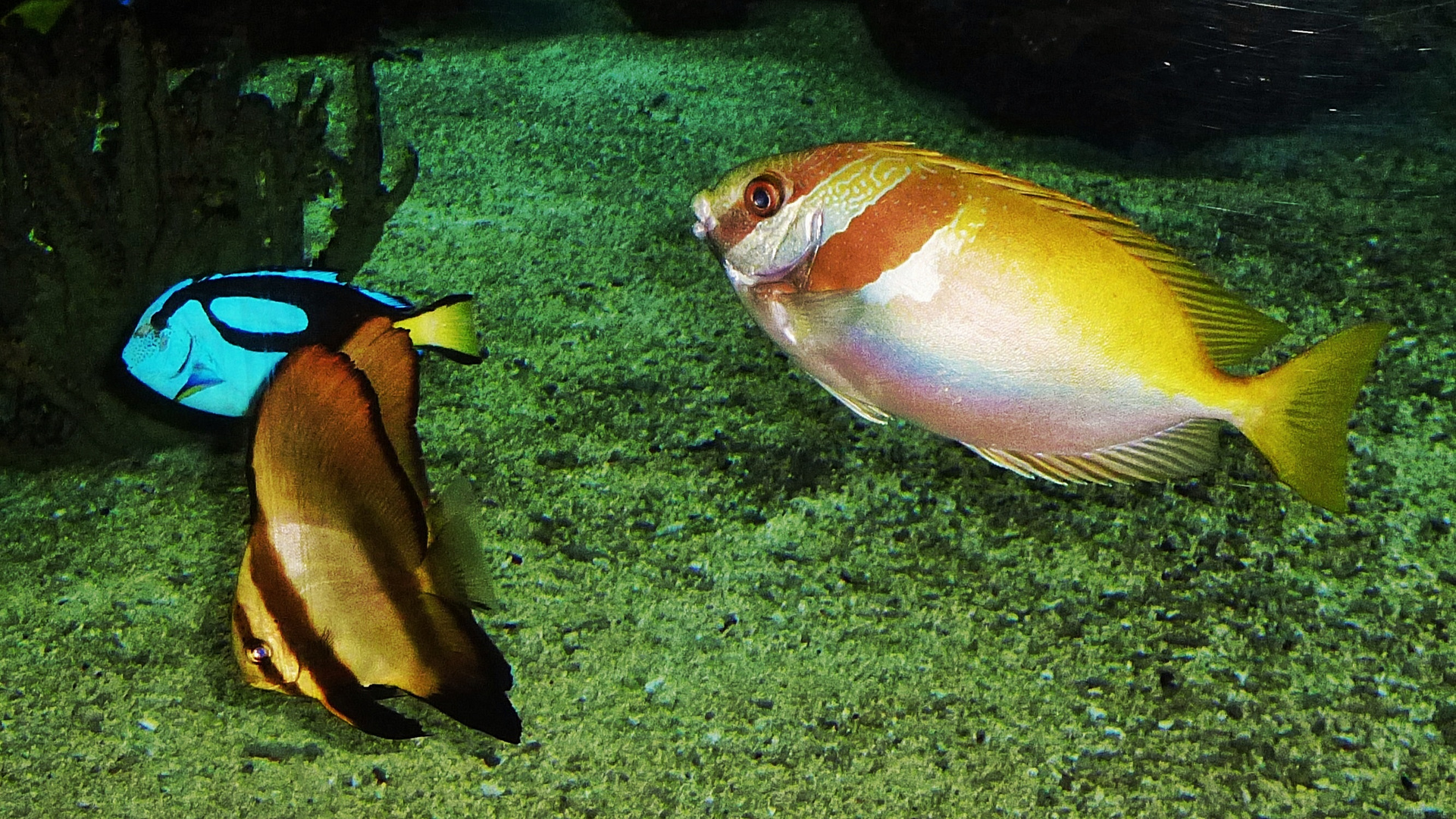 Aquarium im Burgers` Zoo in Arnheim