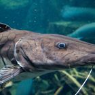 Aquarium im Leipziger Zoo