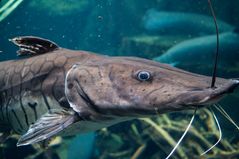 Aquarium im Leipziger Zoo