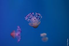 Aquarium im Loro Parque