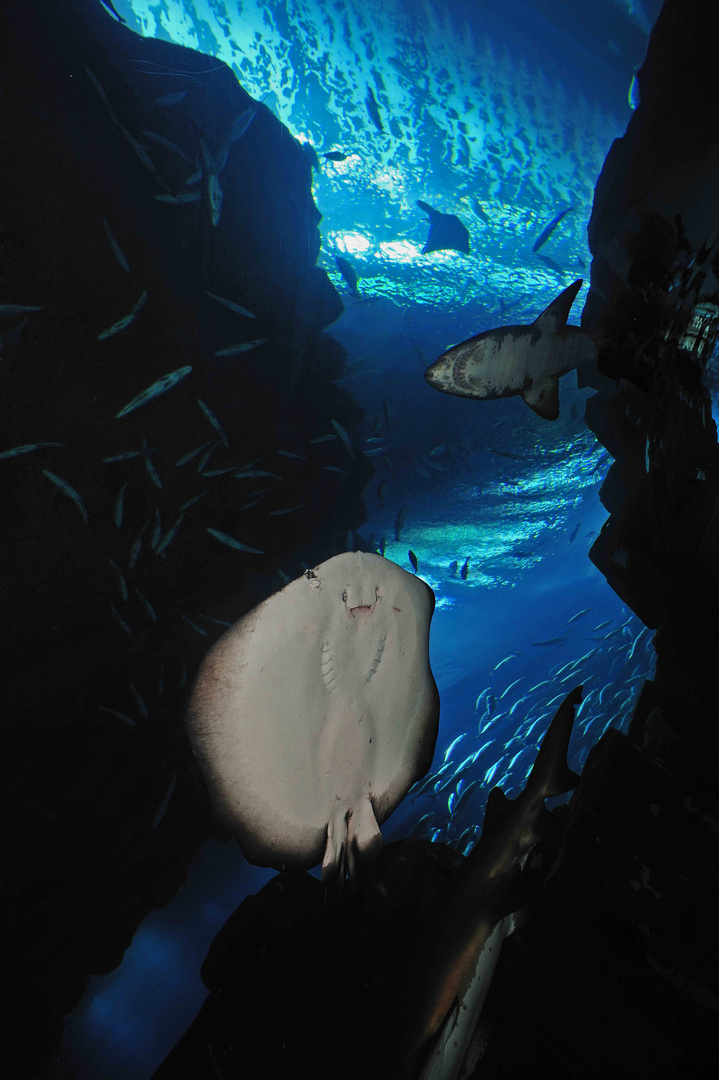 Aquarium in der Dubai Mall