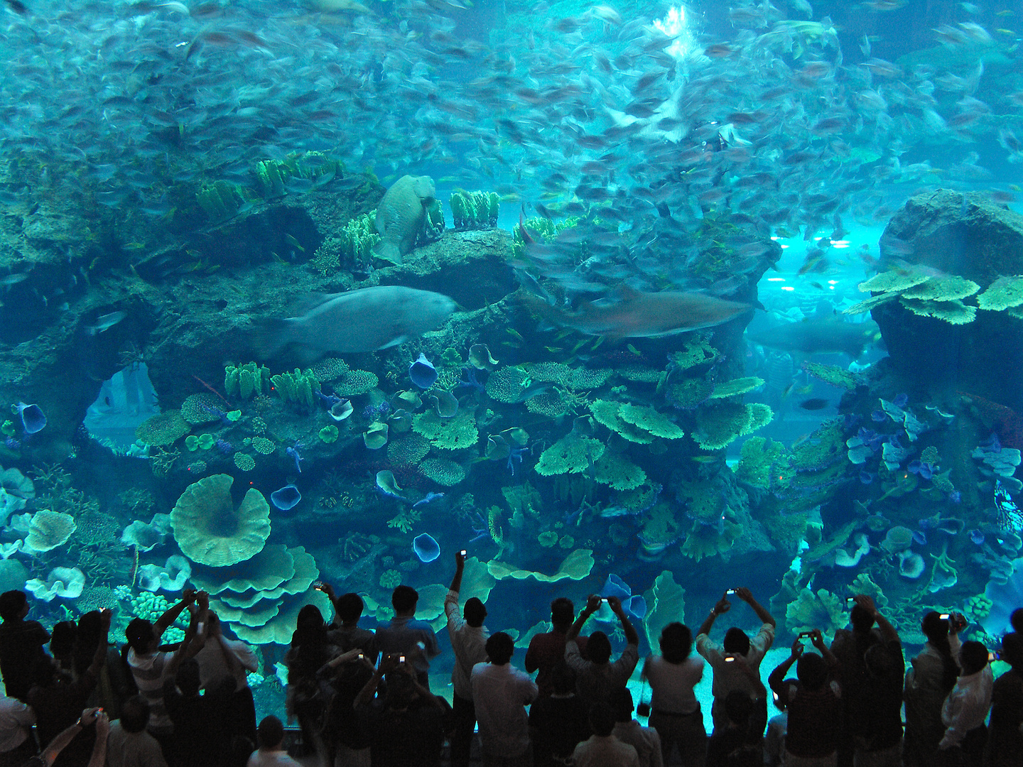 Aquarium in der Dubai Mall